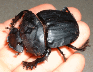 フンコロガシとは？生態を解説！｜虫の森